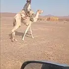 ركبي طوع جذع للبيع مشروط