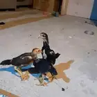 فروخ مكس تايلاندي بكوي