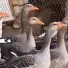وز فرنسي