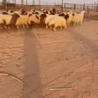 رخال نعيم تم البيع