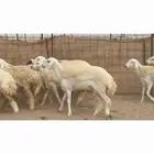 غنم حريات رخال طيبه