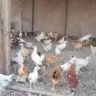 صوص بلدي للبيع