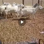 ضأن حري للبيع