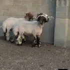 4 فحول طيب السن سدس للبيع