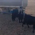 تيس فحل