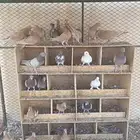 حمام زاجل اصفر وحمام نجدي