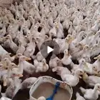 بيع بط ابيظ وزن كيلو تقريبا.