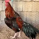 ديك ميوالي زيرو