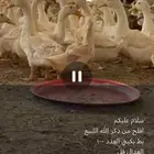 بط بكيني