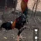 ديك شامو ياباني