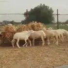 مواشي بلدي رخيل