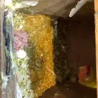 للبيع زوج روز ب فروخ عيون. حمر لاتنيو