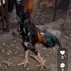 ديك شامو ياباني