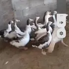 وز منتج