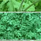 مطلوب شتل طماطم يكون سعره مناسب