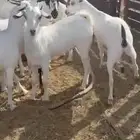 جفار بيشيات فواخر