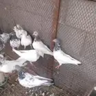 حمام باكستاني