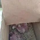 زوج كروان البينو عيون حمر