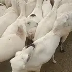 ضان رفيدي أكبر جرم العدد 70قرايب دفيع علا الشرط