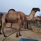 البعير للبيع مشروط ضراب ولحي وهداوه ولافيه اي عيب