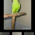 دره الون أخضر وحشي طار على فى حى البخاري لمن يجده توصل على
