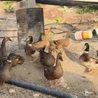 بط خضيري بلدي