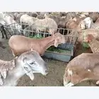 سواكن جبر بسعر طيب