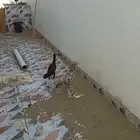 فروخ شامو الماني