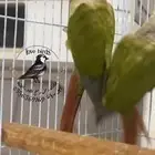 ذكرين كنيور