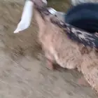 تيس للبيع بريده