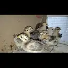 صيصان دجاج بلدي صيصان سمان بلدي
