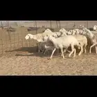 رخال دفيع 30 راس مولد 2 تحتها 3