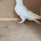 حمام ستنايت ابيض بيور