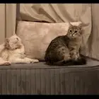 قطط لتبني