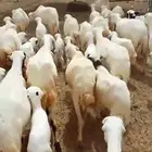 ضأن رفيدي أكبر جرم العدد 40 مناتيج