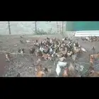 دجاج بلدي للبيع