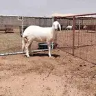 رخل مهجنه سواكنيه رقبه وراس العمر تقريبا 4 أشهر