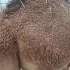 قعود شحم علف نظيف برسيم وشعير