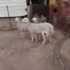 ضان صنف الصنف حيل