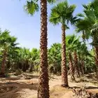 نخيل واشنطونيا وعربي بجميع انواعها للبيع