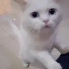 تبني قطه أنثى شيرازي