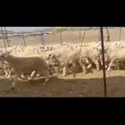 بهم حري طيب العدد 170راس