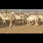 غنم حريات جنب طيبه عددها 81راس