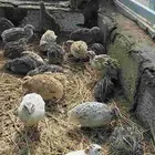 سمان جامبو
