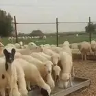 رخيل للبيع جمله 650 العدد 34