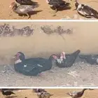 للبيع بح العدد 35 عمره 7 شهور