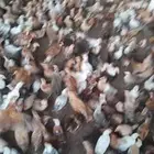دجاج بلدي للبيع