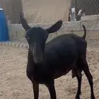 عنز وفحل ميرسياانو للي يدور حليب