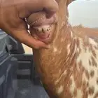 تيس فحل