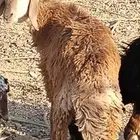 رخل سواكنيه العمر 7شهور